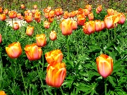 063  nice tulips.JPG
